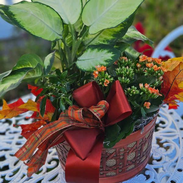 Potted plant arrangement with large variegated leaves and small orange blooms in a basket