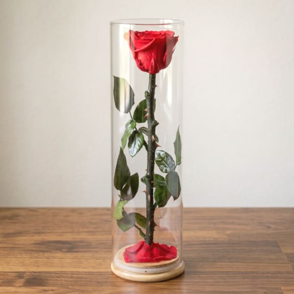 Single red rose displayed in a clear glass dome on a wooden base