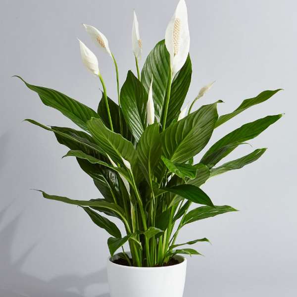 White peace lily plant in a white pot