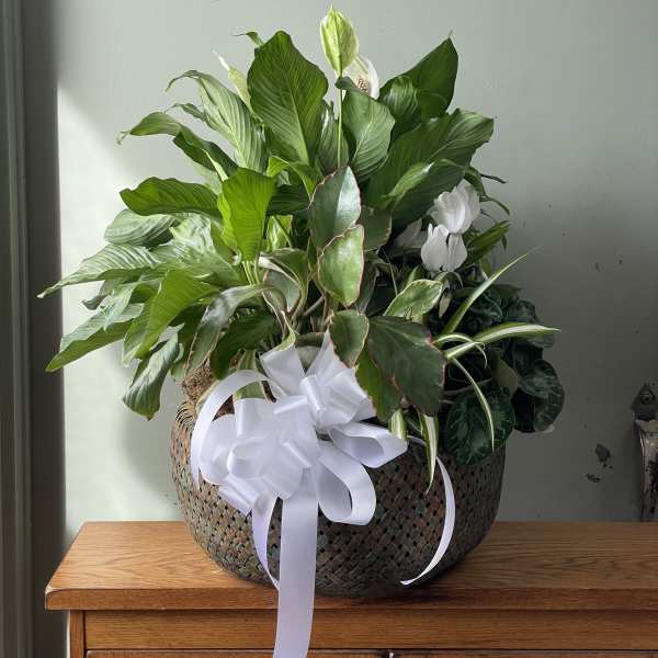 Basket arrangement of green plants with white blooms and a white ribbon