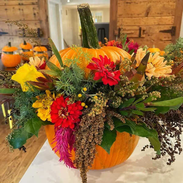 Fall Harvest pumpkin