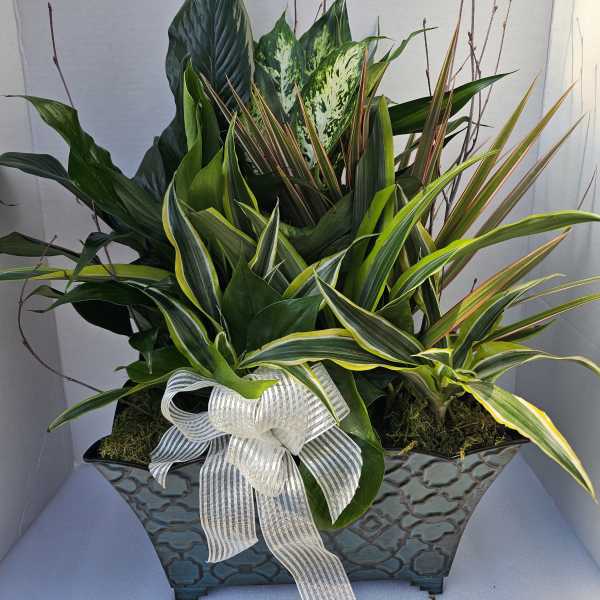 Mixed green plant arrangement in a textured rectangular planter with a white ribbon