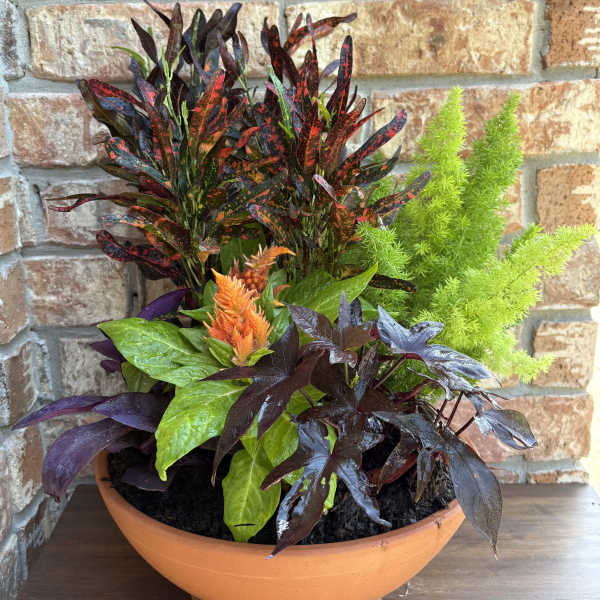 Potted mixed foliage plant arrangement in a terracotta bowl