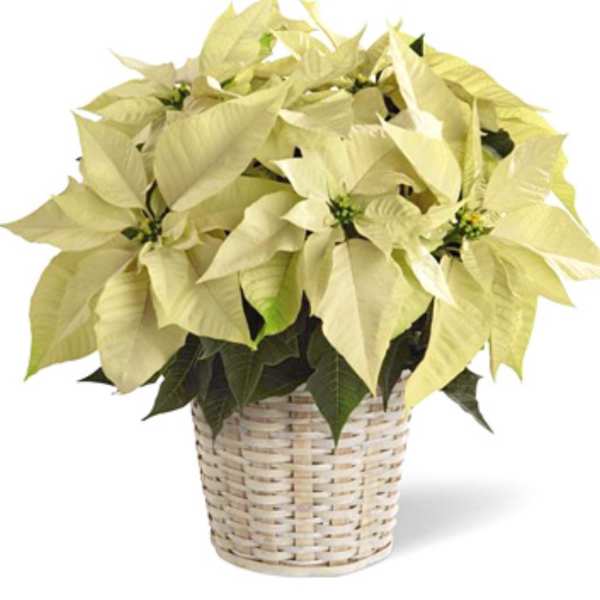 White Poinsettia Plant