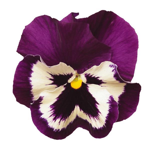 Single purple and white pansy bloom on a white background