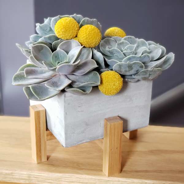 Succulent arrangement in a square concrete planter on a wooden stand