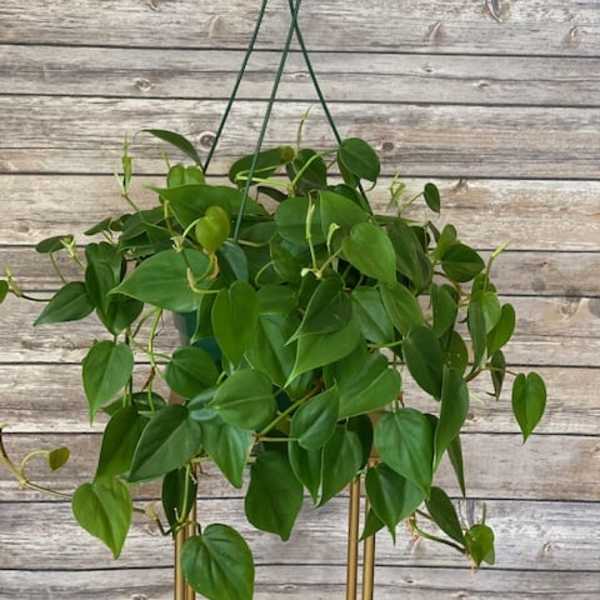 Hanging potted plant with trailing green heart-shaped leaves