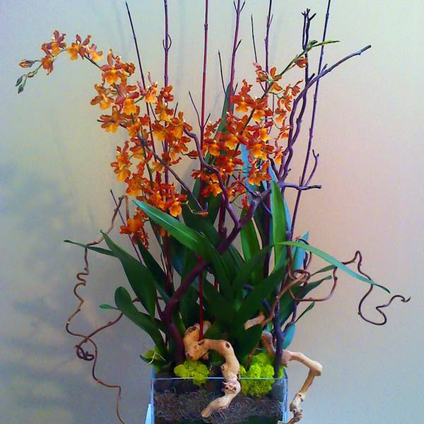 Orange orchid arrangement in a clear square vase with curly branches