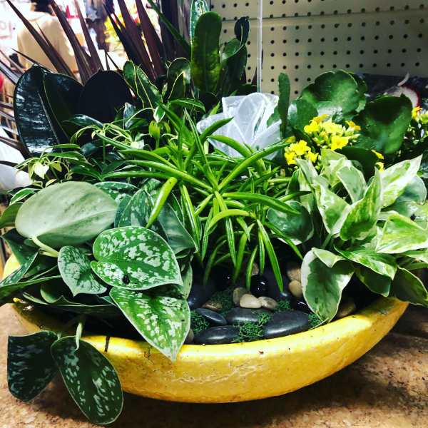 Dish garden of plants