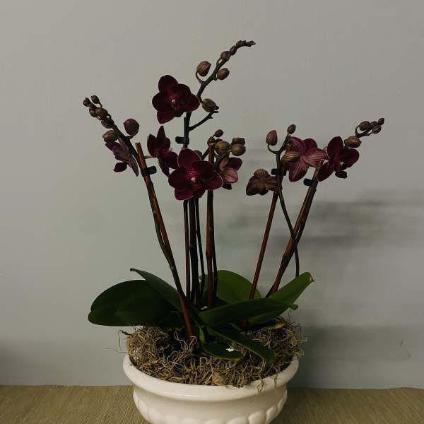 Potted dark purple orchids in a white pedestal planter
