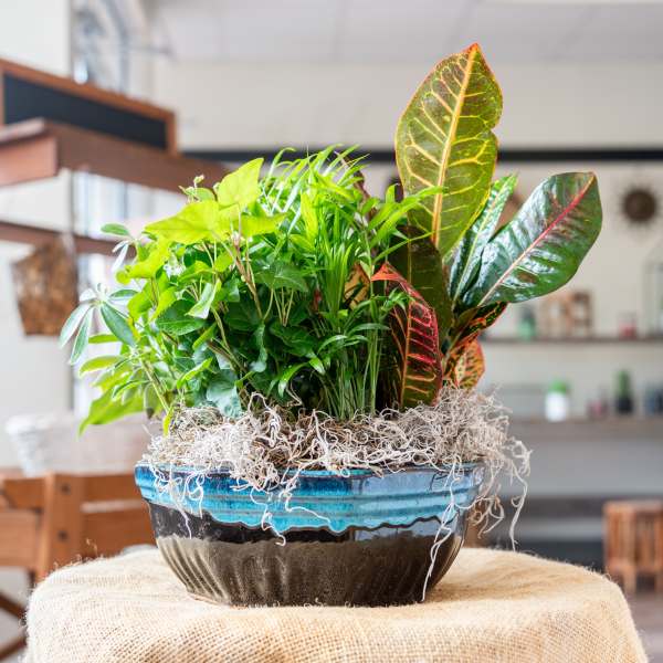 Mixed potted houseplants in a blue ceramic planter
