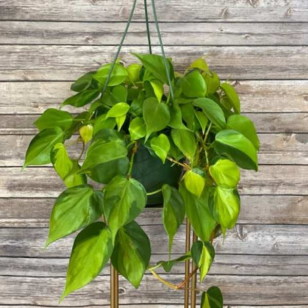 Brasil Philodendron Hanging Basket