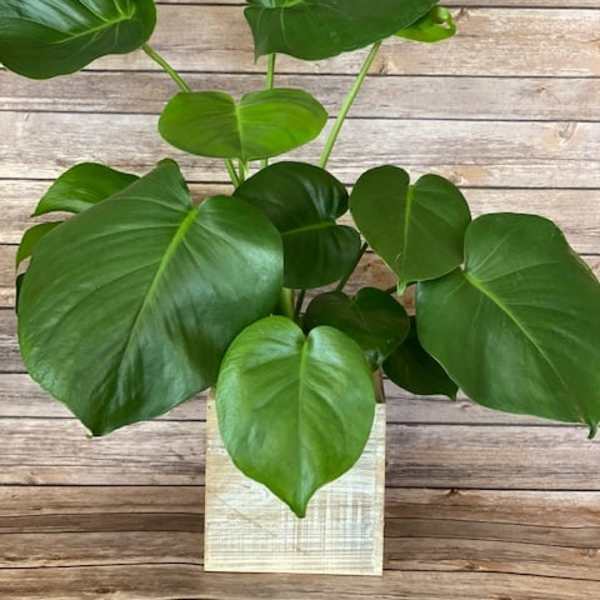 Monstera in Wood Box
