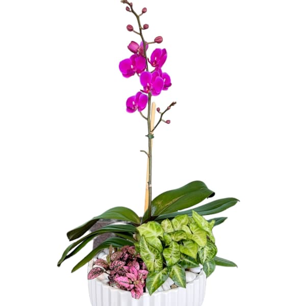 Potted orchid with bright pink blooms in a white ribbed planter