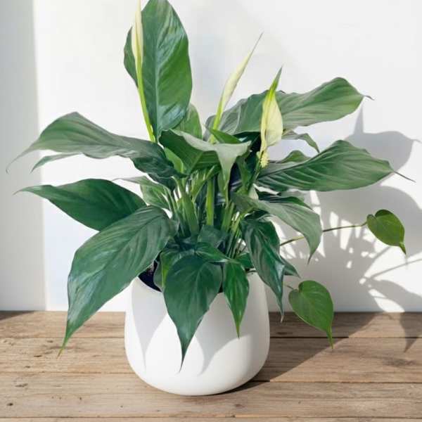 Peace Lily
