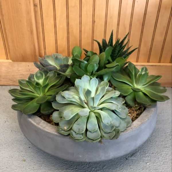 Potted succulent arrangement in a round gray planter