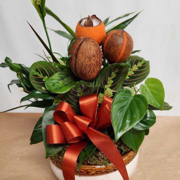 Tropical plant arrangement with coconuts and a red ribbon in a white bowl