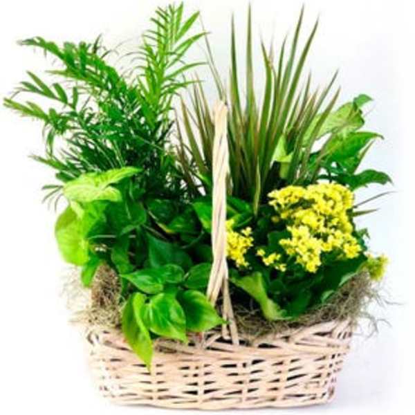 Basket of green plants with small yellow flowers