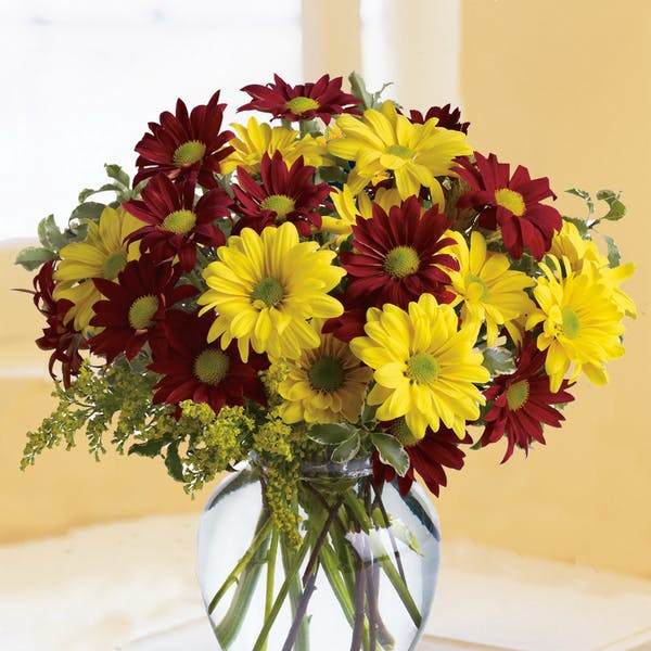 Fall Daisies