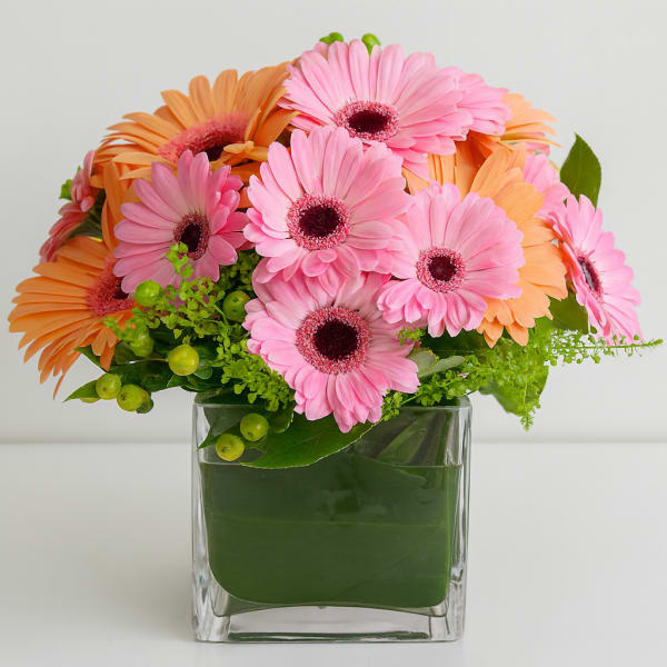 Pink and orange gerbera daisies arranged in a clear square vase