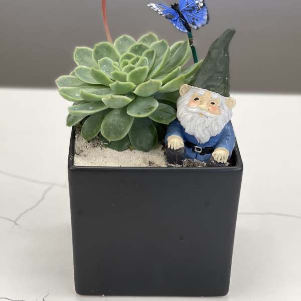 Succulent in a black square pot with a small gnome and blue butterfly decoration