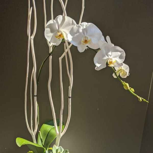 White orchid arrangement in a white textured pot with succulents