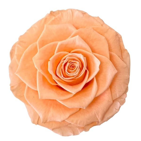 Single peach rose bloom on a white background