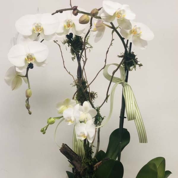 White orchid arrangement in a shallow white container with striped ribbon