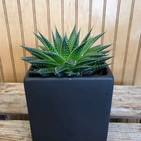 Potted succulent in a black square planter