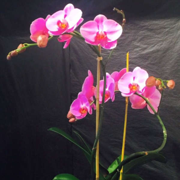 Pink orchid plant in a green pot with support stakes