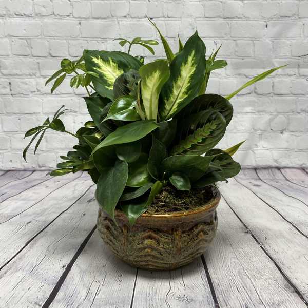 8" European Dish Garden