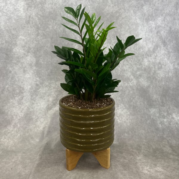 Potted green plant in a ribbed ceramic planter on a wooden stand