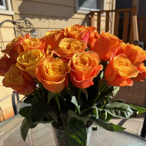 Dozen orange roses