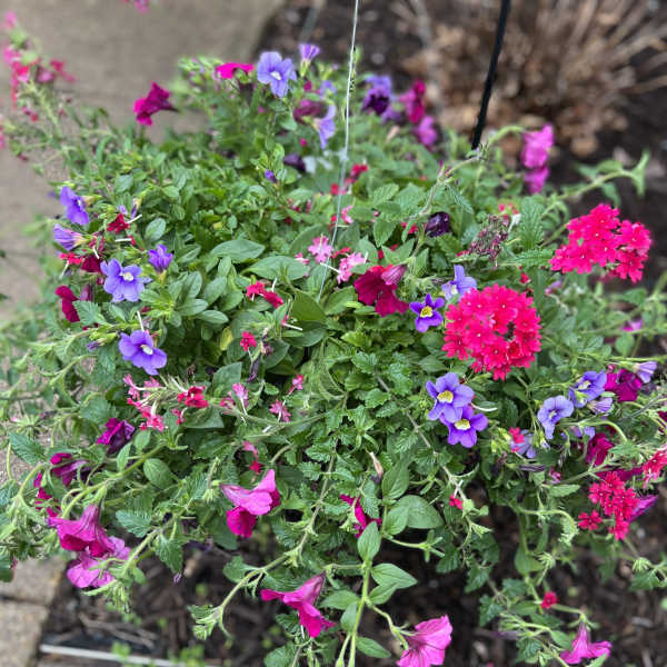 A beautiful assortment of hanging flowers