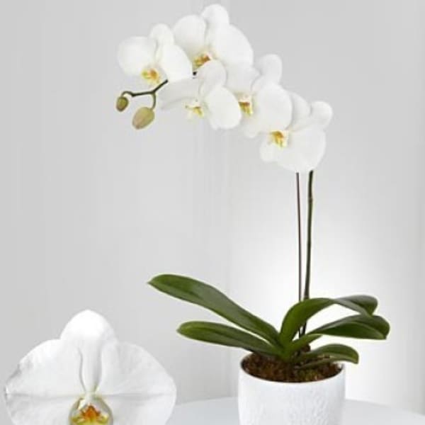 White orchid plant in a white pot with one large bloom in front
