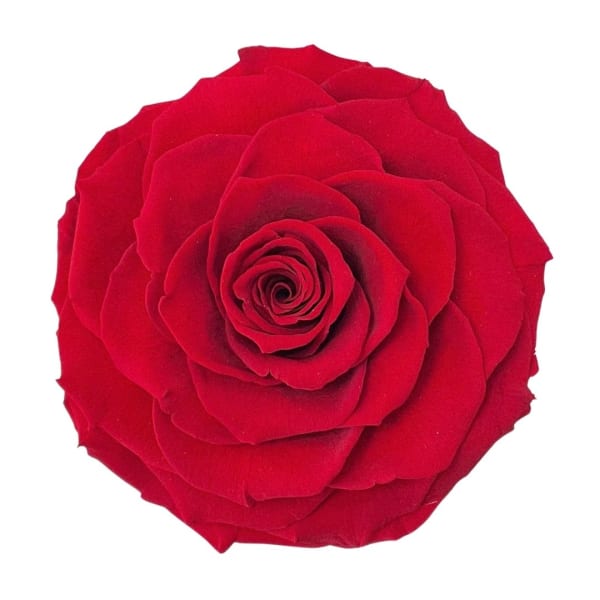 Single red rose bloom on a white background