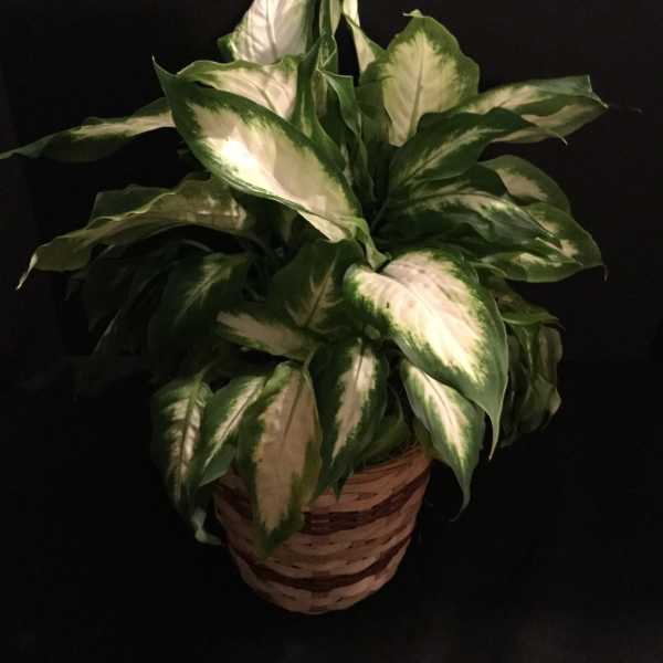 Glorious Dieffenbachia