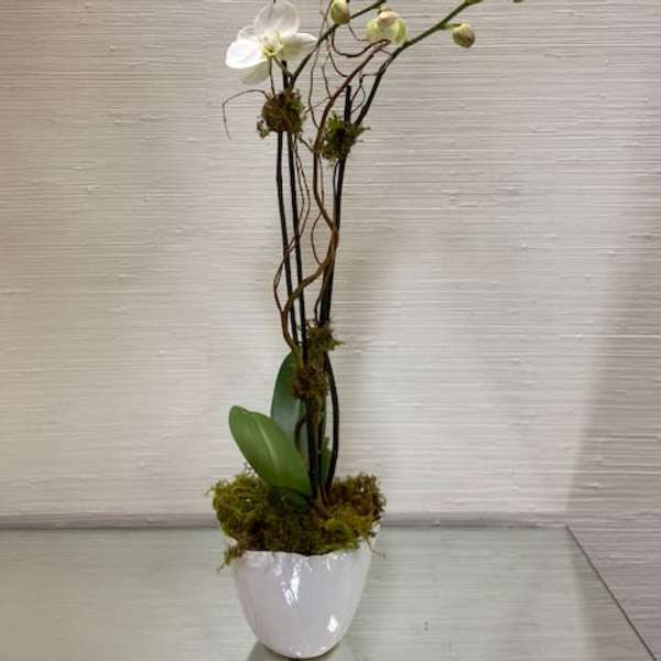 Classic White Orchid
