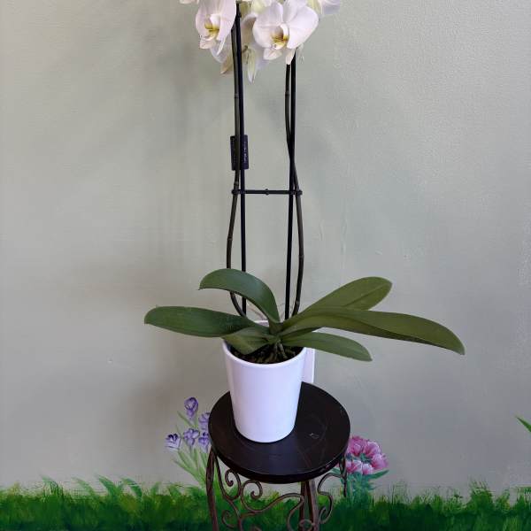 White orchid plant in a white pot on a small stand
