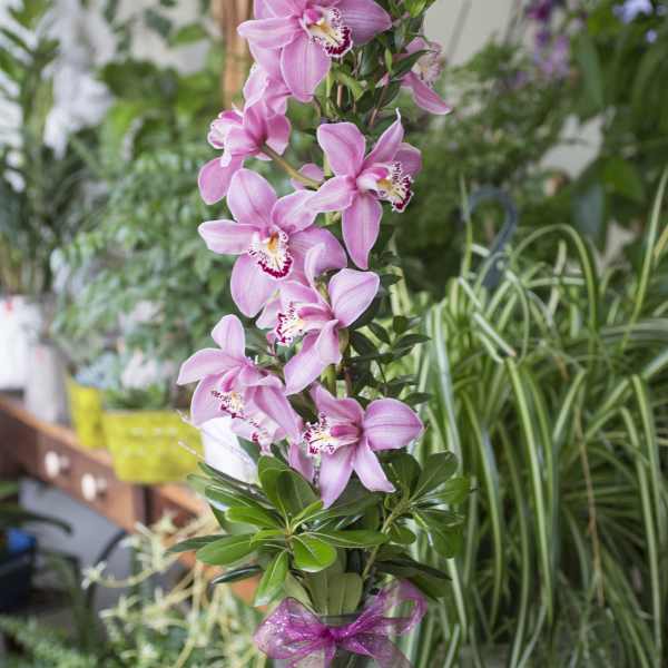 Pink orchids arranged in a clear glass vase with a purple ribbon
