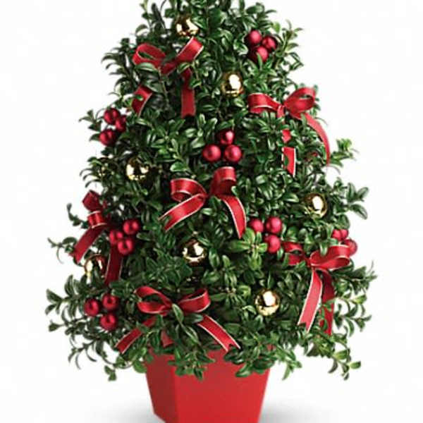 Potted evergreen topiary decorated with red ribbons and ornaments