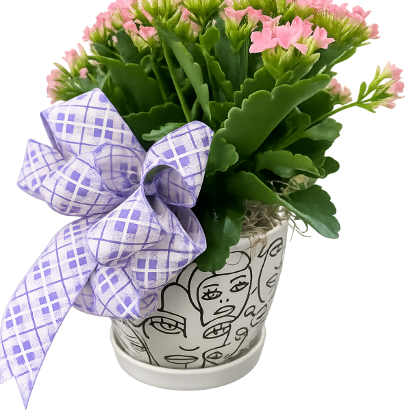 Mom's Expressions Kalanchoe Plant
