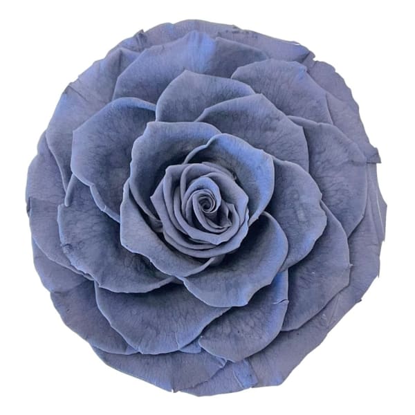 Single blue rose bloom on a white background