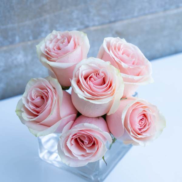 small cube 1/2 dozen blush roses