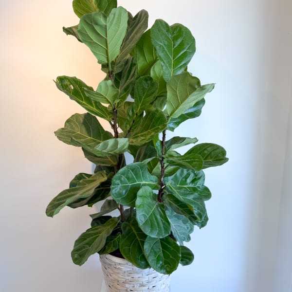 Potted fiddle leaf fig plant in a woven basket planter