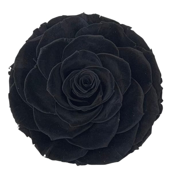 Single black rose bloom on a white background