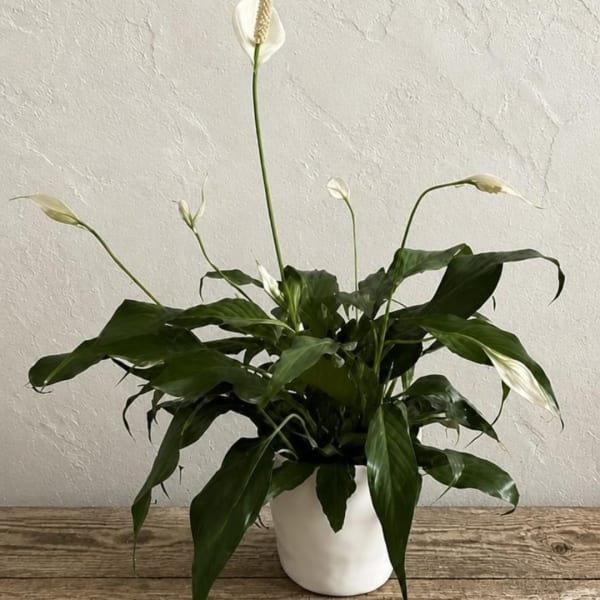 White peace lily plant in a white pot on a wooden surface