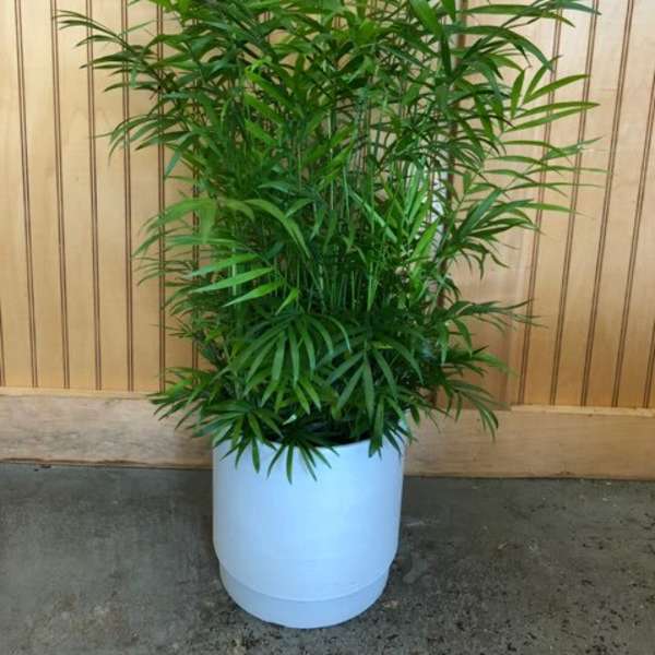 Potted green palm plant in a white container