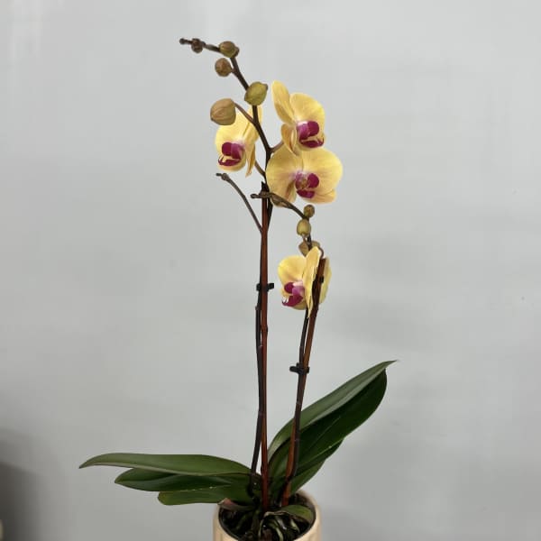Potted yellow orchid with purple centers in a beige ceramic pot