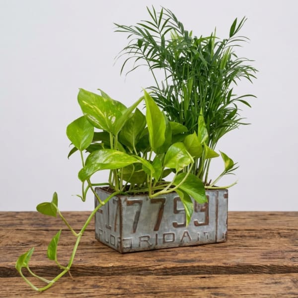 Potted green houseplants in a rectangular metal container on a wooden surface